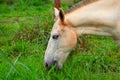 Closeup on the face of a white horse eating grass. Royalty Free Stock Photo