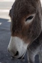 Closeup face of wild burro in Beatty, Nevada Royalty Free Stock Photo