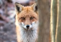 Closeup of the face of a Wild Red Fox peeking from behind a tree in a Maryland forest Royalty Free Stock Photo