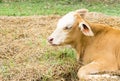 Closeup face young calf one week old Royalty Free Stock Photo