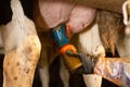 Hand of farmer holding bottle with iodine on udder of cow before milking Royalty Free Stock Photo