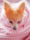 Closeup facing young brown puppy dog, Lovely chihuahua sleep in sweet pink blanket with flare warm backlight in winter