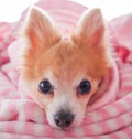 Closeup facing young brown puppy dog, Lovely chihuahua sleep in sweet pink blanket with flare warm backlight in winter