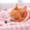 Closeup facing young brown puppy dog, Lovely chihuahua sleep in sweet pink blanket with flare warm light in winter season