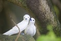 Closeup of Fairy Terns on a tree branch covered in mosses with a blurry background Royalty Free Stock Photo