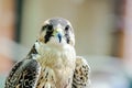 closeup of falcon hooded before flight