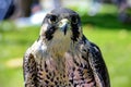 closeup of falcon hooded before flight