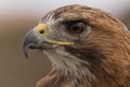 A closeup of a Falcon looking for prey