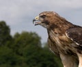 A closeup of a Falcon looking for prey