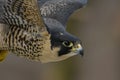 closeup: falcons head and beak while flying