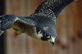 closeup: falcons head and beak while flying