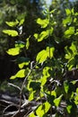 Closeup of fall green leaves under sunlight in autumn forest