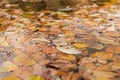 Closeup fallen autumn leaves in lake in october