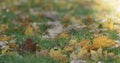 Closeup fallen autumn leaves in the morning