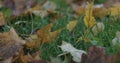 Closeup fallen autumn leaves in the morning