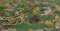 Closeup fallen autumn leaves in the morning