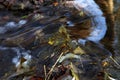 Closeup of a fallen leaf in the fast waters of the stream in autumn Royalty Free Stock Photo