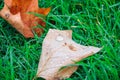 Fallen leave wet with dew on green grass Royalty Free Stock Photo