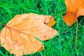 Fallen leave wet with dew on green grass