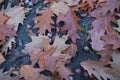 Closeup fallen leaves of trees on the ground