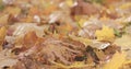 Closeup fallen maple autumn leaves on grass