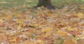 Closeup fallen maple autumn leaves on grass
