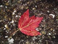 Closeup of a fallen, red maple leaf on a forest floor during winter Royalty Free Stock Photo