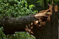 Closeup of fallen tree torn at its basis by a storm