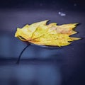 Closeup of a fallen yellow leaf floating on a water surface in autumn Royalty Free Stock Photo