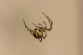 Closeup of a falling neoscona adianta spider Royalty Free Stock Photo
