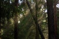 Closeup of falling trees in the forest flooded with sun rays, the grass around Royalty Free Stock Photo