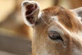 Closeup of fallow deer hind, eye detail Royalty Free Stock Photo