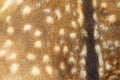 Closeup of a fallow deer (Dama dama)fur texture. Royalty Free Stock Photo