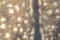 Closeup of a fallow deer (Dama dama)fur texture. Royalty Free Stock Photo