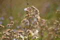 Closeup of false boneset seeds with blurred background Royalty Free Stock Photo