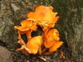 Closeup False Chanterelle Mushroom