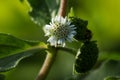 Closeup of false daisy. Bhringraj plant with flower in the garden, in nature.