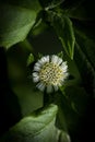 Closeup of false daisy. Bhringraj plant with flower in the garden, in nature.