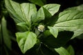 Closeup of false daisy. Bhringraj plant with flower in the garden, in nature.