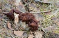 False morel, Gyromitra esculenta growming among birch leafs Royalty Free Stock Photo