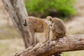 Closeup of family of Olive Baboons