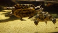 Closeup of family of two turtles swimming in sea water behind aquarium glass Royalty Free Stock Photo