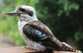 A closeup of a famous Australian Kookaburra