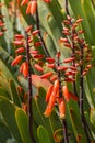 Closeup of fan aloe cacti in bloom Royalty Free Stock Photo