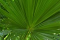 Closeup of fan palm leaf. Geometric pattern of mediterranean palm leaf Royalty Free Stock Photo