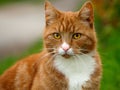 Closeup of a fancy cat in a garden in Farum, Denmark against a blurred background