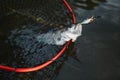 Closeup of fario trout caught by fisherman