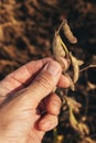 Closeup of farm worker's hand examining ripe soybean pods before the harvest