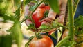 Closeup of farmer collecting and picking fresh ripe red tomatos on farm. Concept of organic food, nutrition and domestic Royalty Free Stock Photo