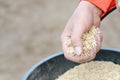 Closeup farmer hand holding rice seeds for sowing in the field